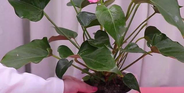 室内养花爱生虫？3个“笨方法”，不用喷农药，小虫消灭净