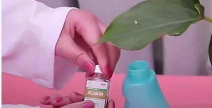 室内养花爱生虫？3个“笨方法”，不用喷农药，小虫消灭净