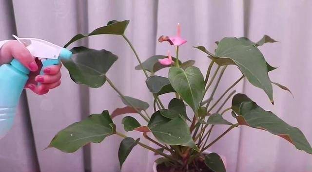 室内养花爱生虫？3个“笨方法”，不用喷农药，小虫消灭净