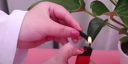 室内养花爱生虫？3个“笨方法”，不用喷农药，小虫消灭净