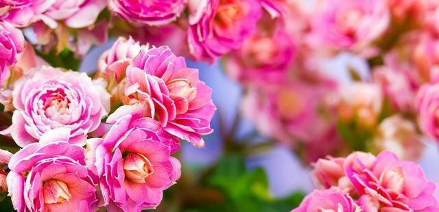 聪明人抢着养的“7种花”，怪不得全家身体健康，你还在犹豫什么