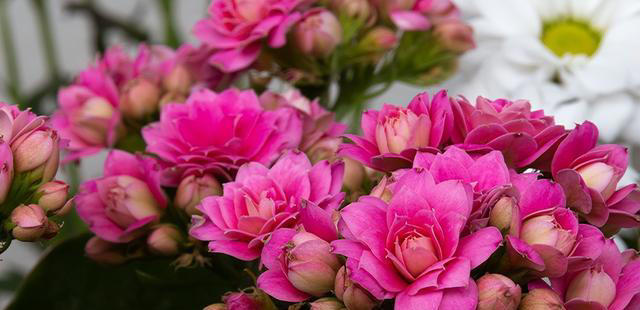 聪明人抢着养的“7种花”，怪不得全家身体健康，你还在犹豫什么