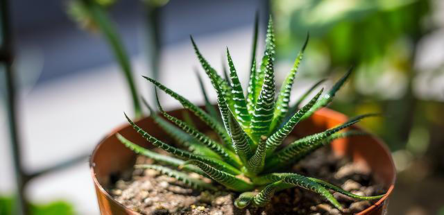 聪明人抢着养的“7种花”，怪不得全家身体健康，你还在犹豫什么