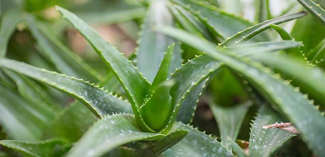 聪明人抢着养的“7种花”，怪不得全家身体健康，你还在犹豫什么