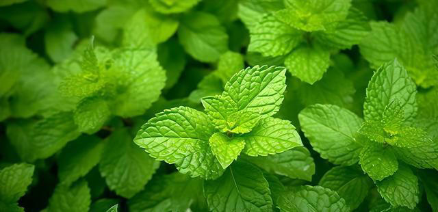 聪明人抢着养的“7种花”，怪不得全家身体健康，你还在犹豫什么