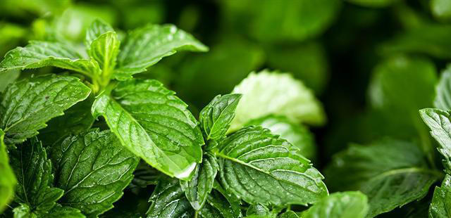 聪明人抢着养的“7种花”，怪不得全家身体健康，你还在犹豫什么