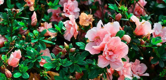 聪明人抢着养的“7种花”，怪不得全家身体健康，你还在犹豫什么