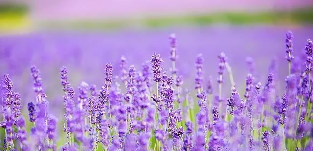 聪明人抢着养的“7种花”，怪不得全家身体健康，你还在犹豫什么