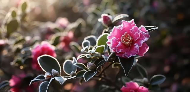 聪明人抢着养的“7种花”，怪不得全家身体健康，你还在犹豫什么