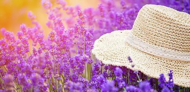 聪明人抢着养的“7种花”，怪不得全家身体健康，你还在犹豫什么