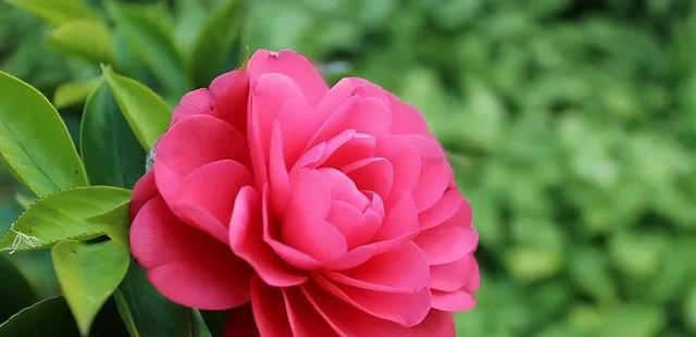 聪明人抢着养的“7种花”，怪不得全家身体健康，你还在犹豫什么