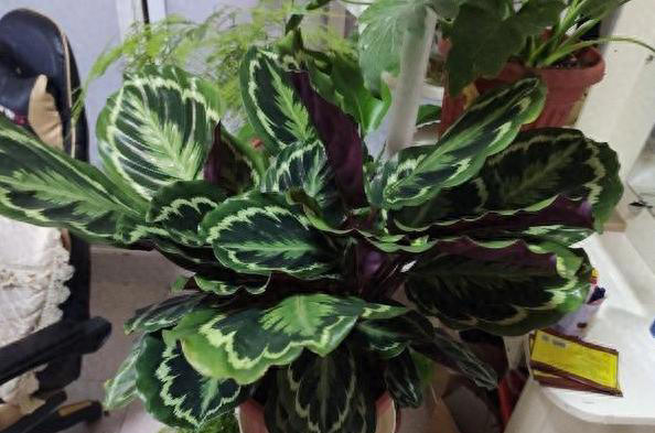 秋季养花追肥事半功倍，掐准这“3点”就够了！ 