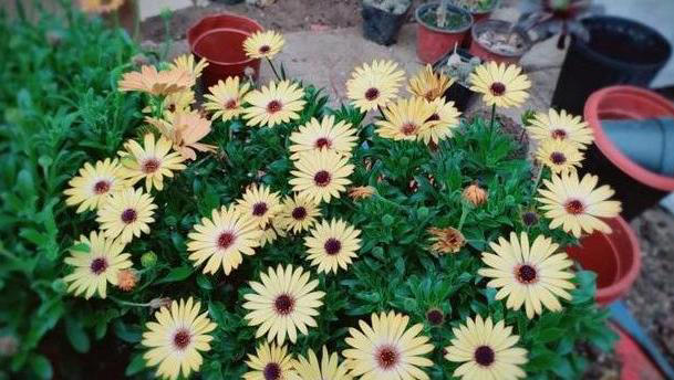 秋季养花追肥事半功倍，掐准这“3点”就够了！