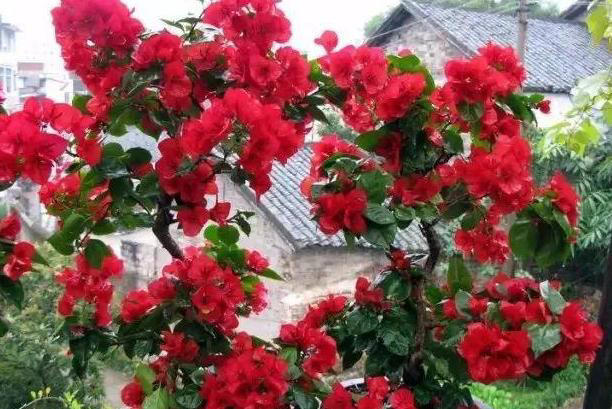 秋季养花追肥事半功倍，掐准这“3点”就够了！