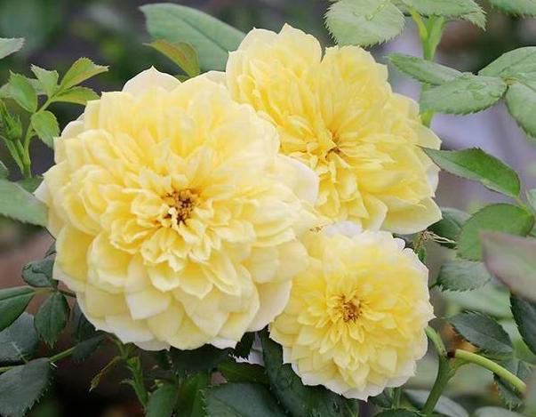 秋季养花追肥事半功倍，掐准这“3点”就够了！