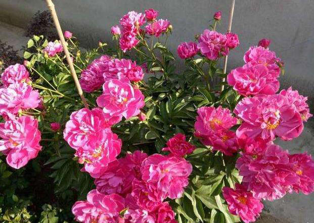 秋季养花追肥事半功倍，掐准这“3点”就够了！