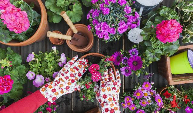 秋季养花追肥事半功倍，掐准这“3点”就够了！