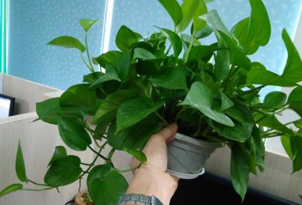 秋季养花追肥事半功倍，掐准这“3点”就够了！