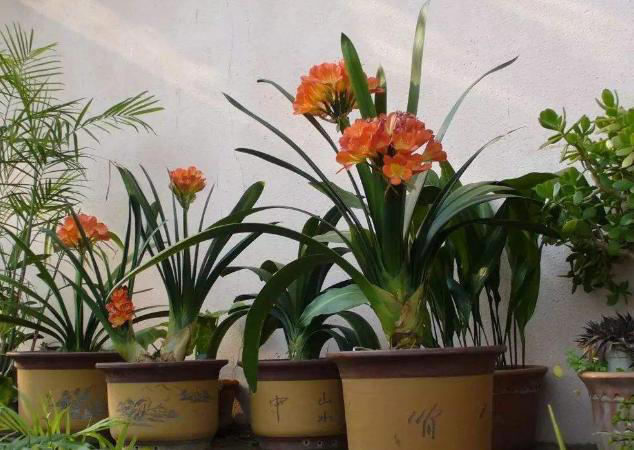 秋季养花追肥事半功倍，掐准这“3点”就够了！