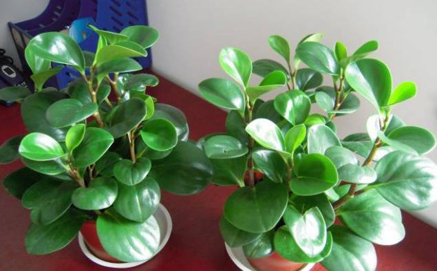 秋季养花追肥事半功倍，掐准这“3点”就够了！