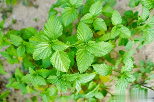 阳台种菜易死？选对品种是关键！新手活菜指南必看