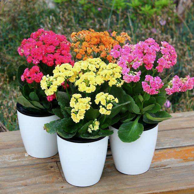 家中常见4款废料，简单处理养花，个个变废为宝