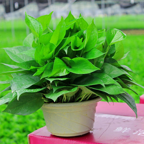 家中常见4款废料，简单处理养花，个个变废为宝