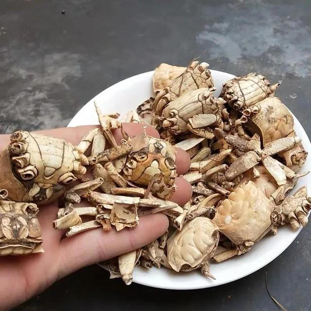 家中常见4款废料，简单处理养花，个个变废为宝