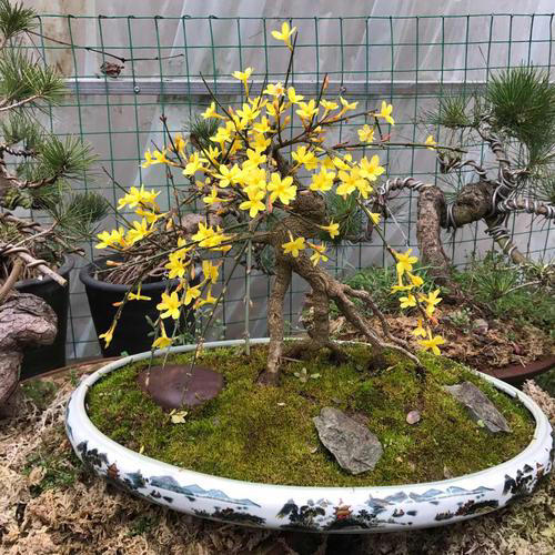 家中常见4款废料，简单处理养花，个个变废为宝