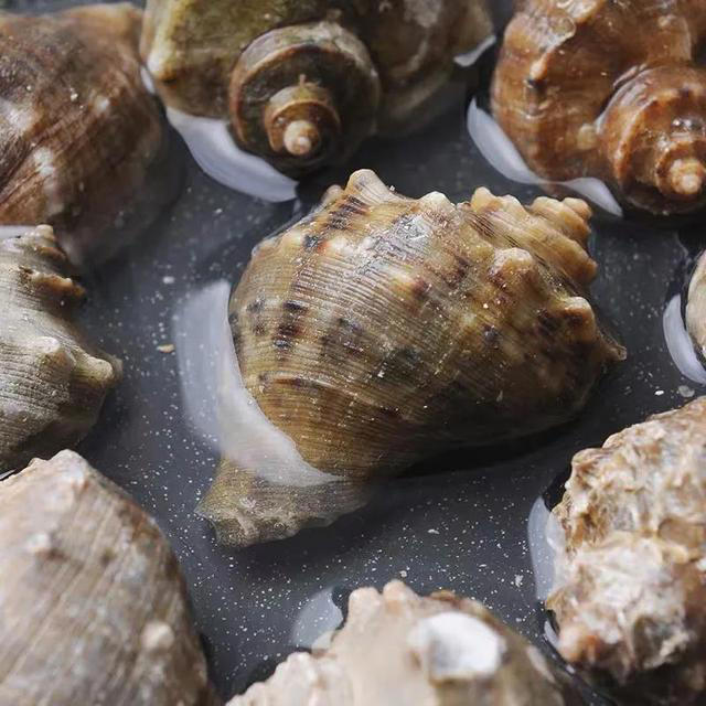 家中常见4款废料，简单处理养花，个个变废为宝