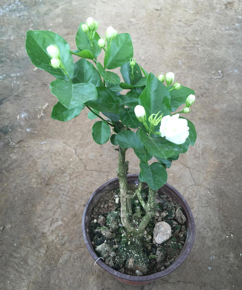 家中常见4款废料，简单处理养花，个个变废为宝