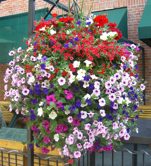 家中常见4款废料，简单处理养花，个个变废为宝