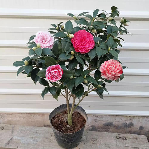 家中常见4款废料，简单处理养花，个个变废为宝