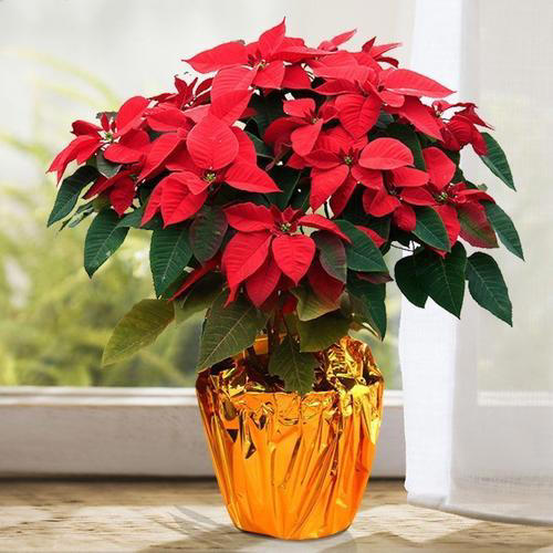 家中常见4款废料，简单处理养花，个个变废为宝