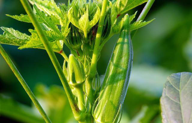 叶酸是萝卜的15倍，3元一斤的“绿色人参”，秋季常吃，减肥养颜