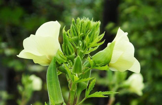 叶酸是萝卜的15倍，3元一斤的“绿色人参”，秋季常吃，减肥养颜