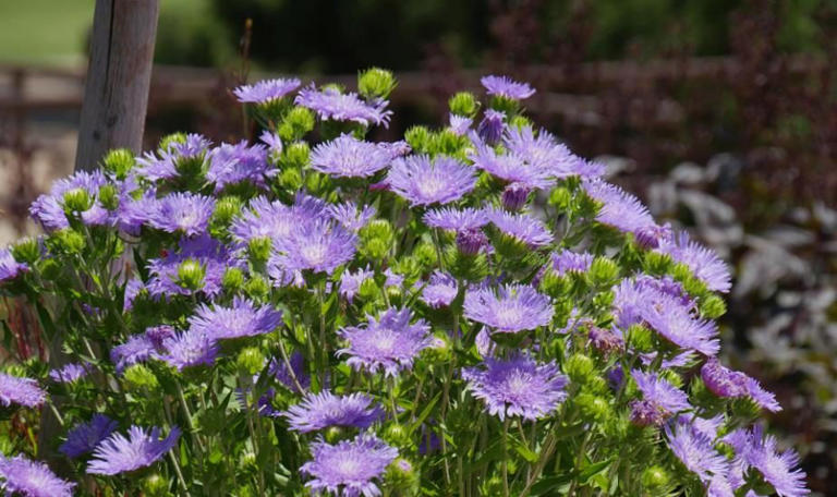 分享一种经典的紫色花，皮实耐寒多季节有花赏，值得拥有