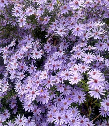 分享一种经典的紫色花，皮实耐寒多季节有花赏，值得拥有