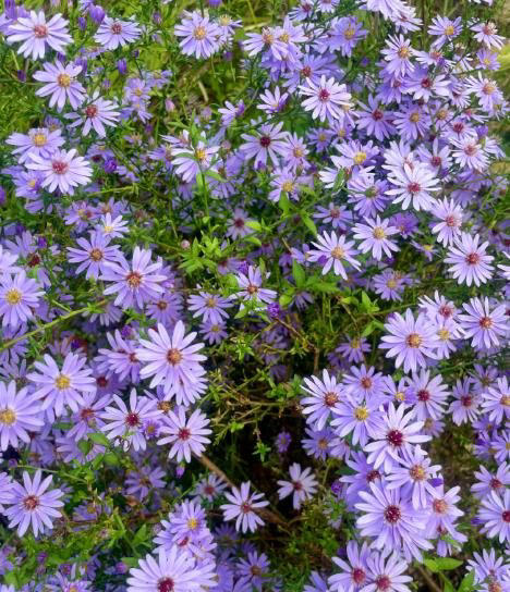 分享一种经典的紫色花，皮实耐寒多季节有花赏，值得拥有