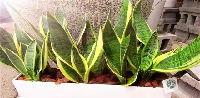 这5种神奇的花，摘下一片叶子，就可以扦插繁殖