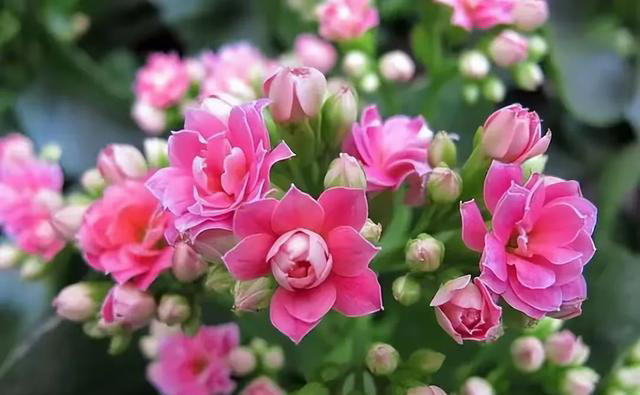 这5种神奇的花，摘下一片叶子，就可以扦插繁殖