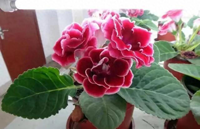 这5种神奇的花，摘下一片叶子，就可以扦插繁殖