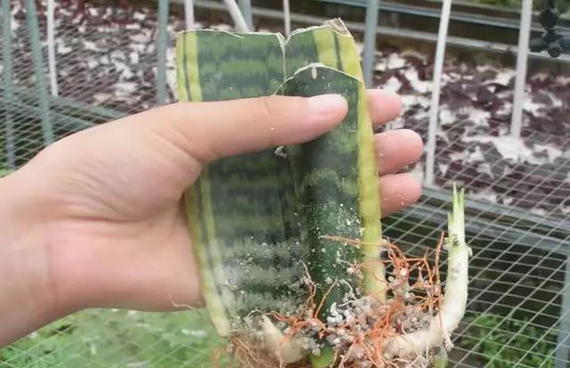 这5种神奇的花，摘下一片叶子，就可以扦插繁殖