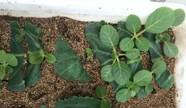 这5种神奇的花，摘下一片叶子，就可以扦插繁殖