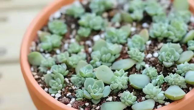 这5种神奇的花，摘下一片叶子，就可以扦插繁殖