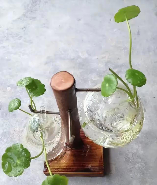 这5种神奇的花，摘下一片叶子，就可以扦插繁殖