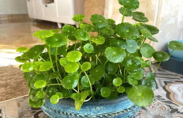 这5种神奇的花，摘下一片叶子，就可以扦插繁殖