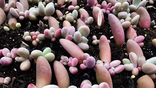 这5种神奇的花，摘下一片叶子，就可以扦插繁殖