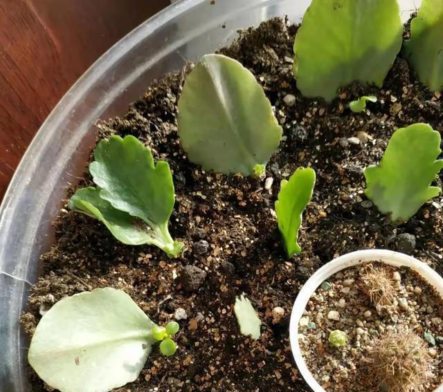 这5种神奇的花，摘下一片叶子，就可以扦插繁殖