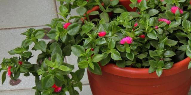 秀色可餐的室内花卉，牡丹是它，吊兰亦是它